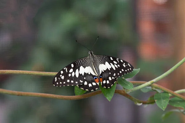 Colorful Exotic Butterfly Flowers — Stok Foto