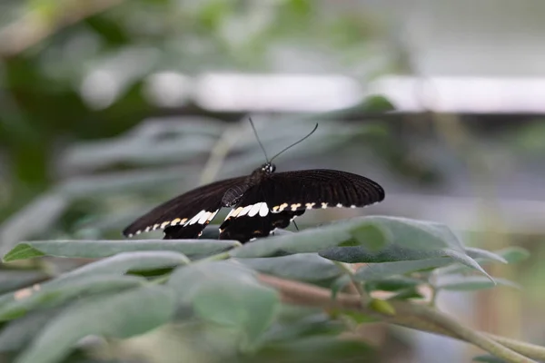 Colorful Exotic Butterfly Flowers — Stok Foto