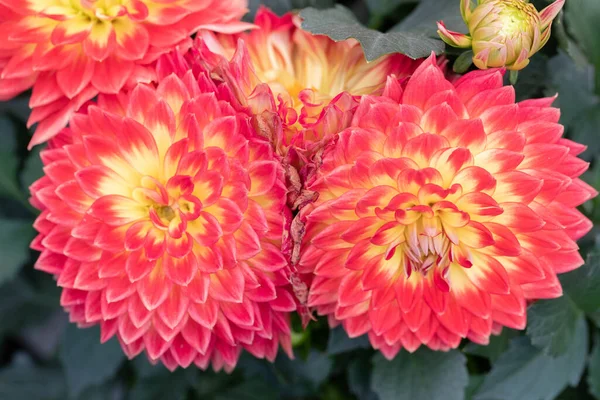 colrful Flowers in summer meadow
