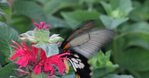 Beautiful Tropical Butterfly Summer Meaow — Video Stock