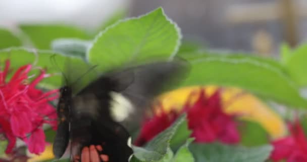 Beautiful Tropical Butterfly Summer Meaow — Video Stock