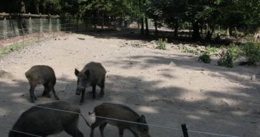 Çamurda çömezleri olan yaban domuzu.