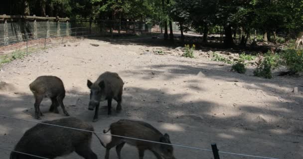 泥の中で新鮮な野生のイノシシ — ストック動画