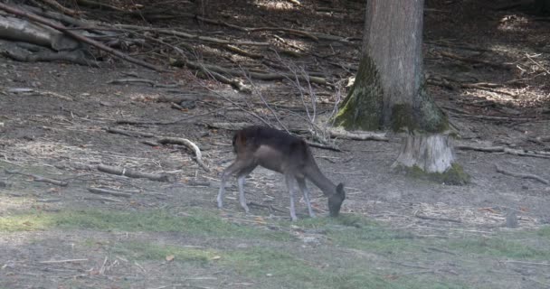 在森林边缘和草地上的鹿 — 图库视频影像