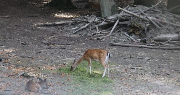 Cerfs Lisière Forêt Dans Prairie — Video