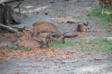 Geyik ormanın kıyısında ve çayırda