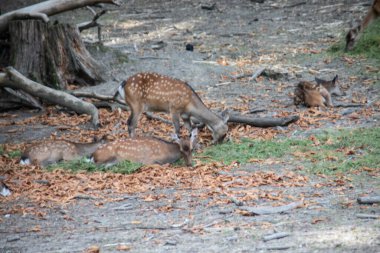 Geyik ormanın kıyısında ve çayırda