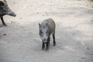 Çamurda çömezleri olan yaban domuzu.