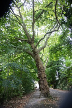 Witten 'daki şehir parkında kıvrık yeşil yapraklı ağaç