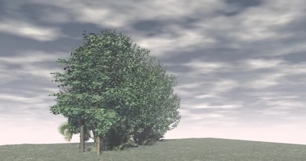 Group Trees Stands Island Large Meadow — Video