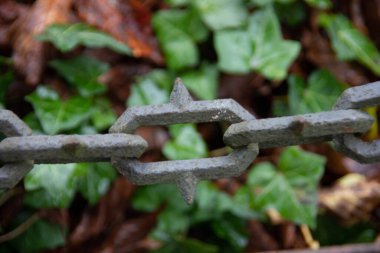 Yaprakların üzerinde dikenli zincirlerden oluşan ağır demir zincirler var.