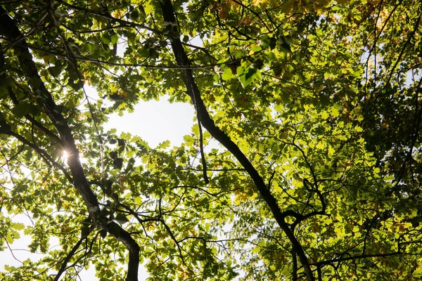 Dossel Verde Uma Árvore Bordo Verão — Fotografia de Stock
