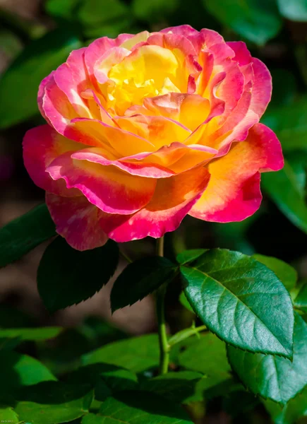 Rosa rossa con giallo — Foto Stock