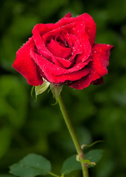 Rosa rossa con gocce di pioggia — Foto Stock