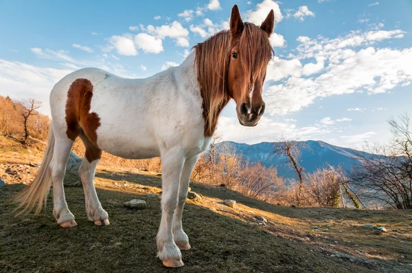 Лошадь в луговой горе — стоковое фото