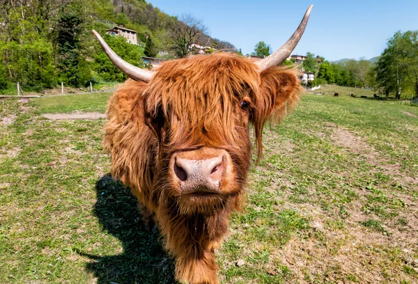 Scottish Highland Vaca en el prado —  Fotos de Stock