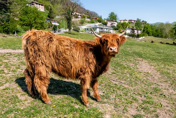 Scottish Highland Vaca en el prado —  Fotos de Stock