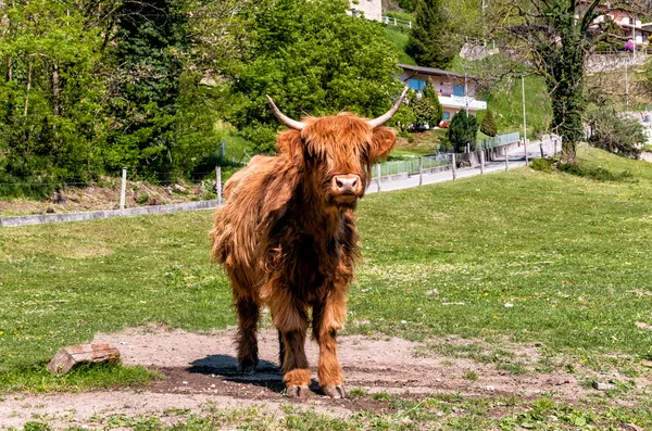 Scottish Highland Vaca en el prado —  Fotos de Stock