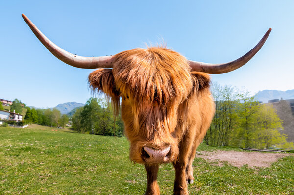 Scottish Highland Cow