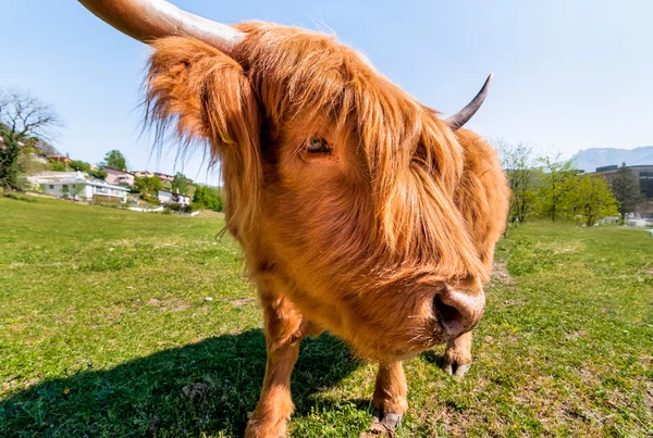 Vaca de montaña escocesa — Foto de Stock