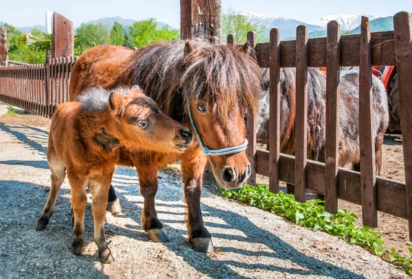 Пони щенок с мамой — стоковое фото