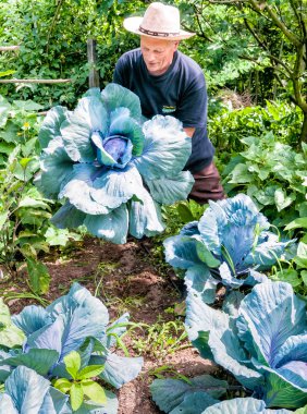 Bahçıvan organik mor lahana ile