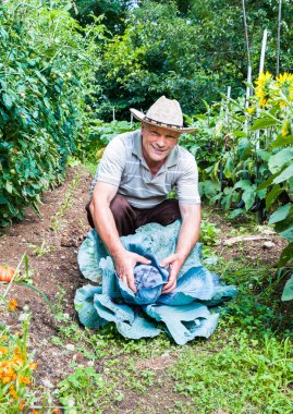 Bahçıvan organik mor lahana ile