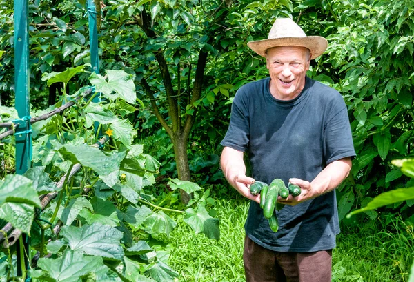 Jardinero con pepinos orgánicos — Foto de Stock