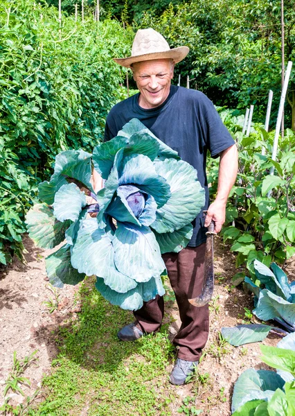 Trädgårdsmästare med organiska lila kål — Stockfoto