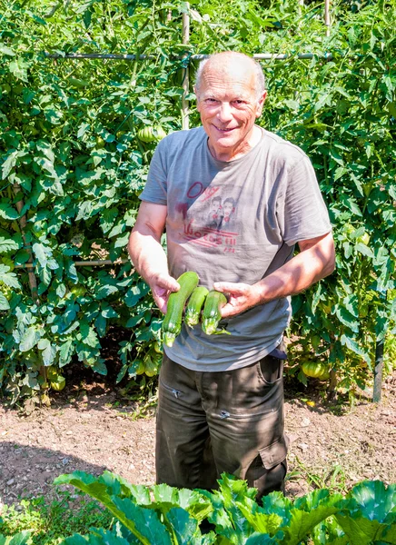 Jardinier avec courgettes bio — Photo