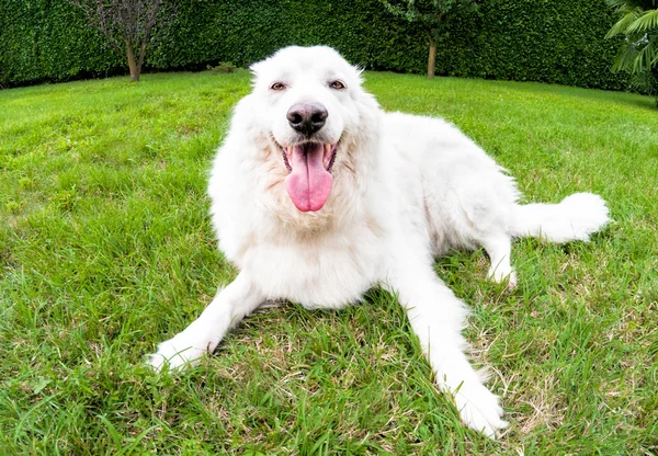 Maremma Perro pastor —  Fotos de Stock