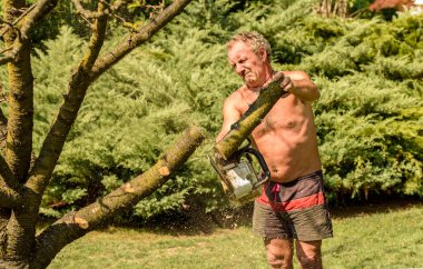 Profesyonel bahçıvan testereyle meyve ağacını keser, sonbahar bahçesi bakımı.