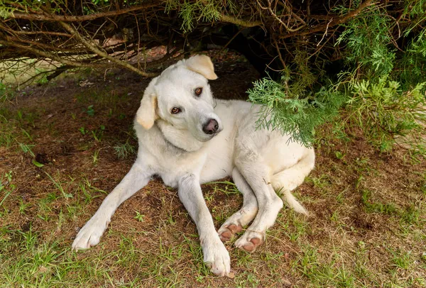 庭の植物の下に白い女性マレママ羊飼いの犬 — ストック写真