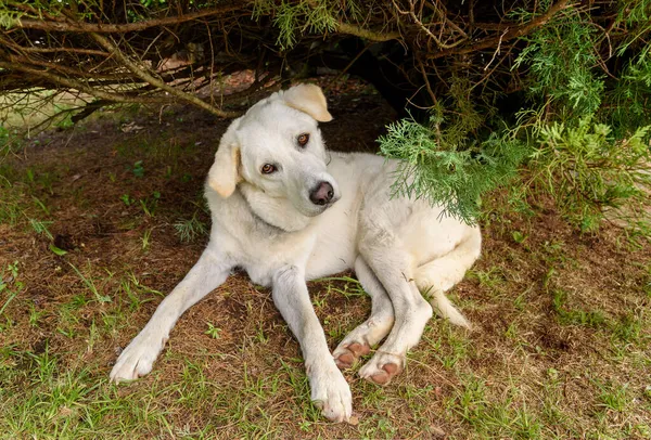 Blanco Hembra Maremma Pastor Perro Bajo Planta Jardín —  Fotos de Stock