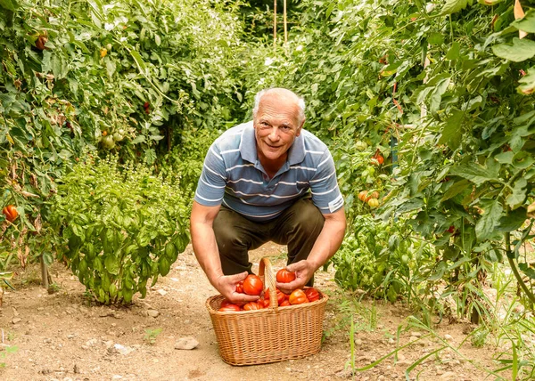 Hombre Mayor Con Los Tomates Orgánicos Cesta Cosechada Huerto — Foto de Stock