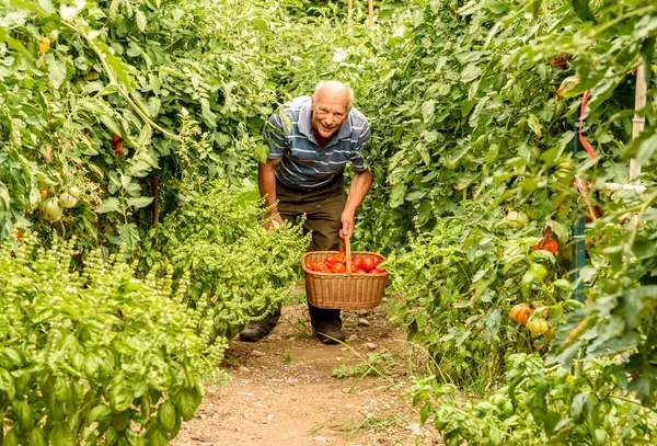 Hombre Mayor Con Los Tomates Orgánicos Cesta Cosechada Huerto — Foto de Stock