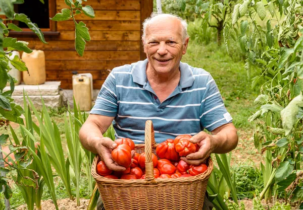 Homem Sênior Com Tomates Orgânicos Cesta Colhida Horta — Fotografia de Stock
