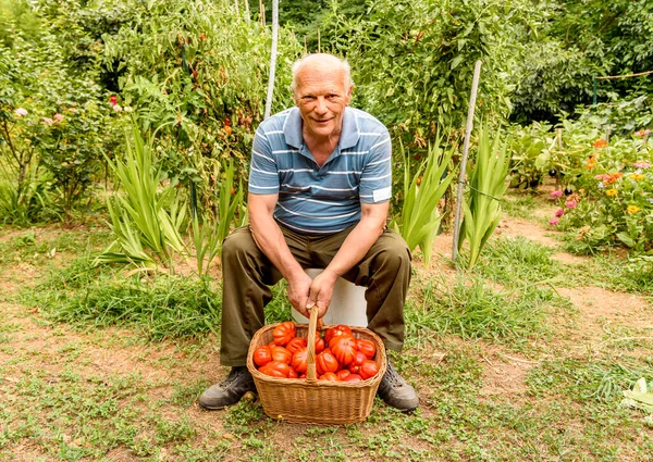 Hombre Mayor Sentado Con Los Tomates Orgánicos Cesta Cosechada Huerto — Foto de Stock