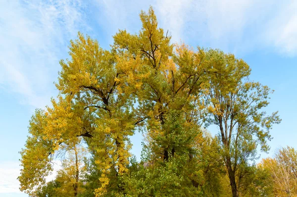 Піки Осінніх Дерев Жовтим Листям Тлі Блакитного Неба — стокове фото