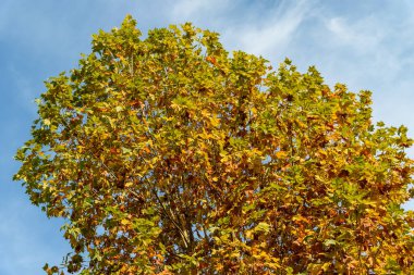Sonbahar ağaçlarının tepeleri ve mavi gökyüzünde sarı yapraklar..