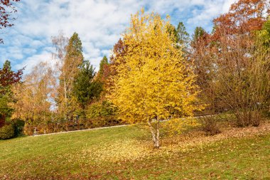 Varese, Lombardy, İtalya 'daki Villa Toeplitz kamu parkında yaprakları sararmış huş ağacı.