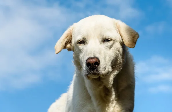 Portret Młodego Białego Psa Tle Błękitnego Nieba — Zdjęcie stockowe