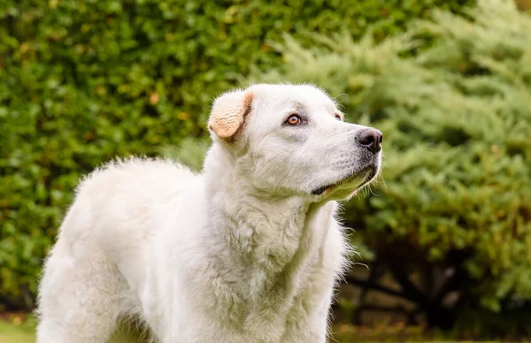 Yeşil Arka Planda Genç Beyaz Köpeğin Portresi — Stok fotoğraf