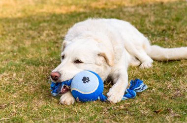 Beyaz köpek bahçedeki çimlerin üzerinde mavi topla oynuyor..