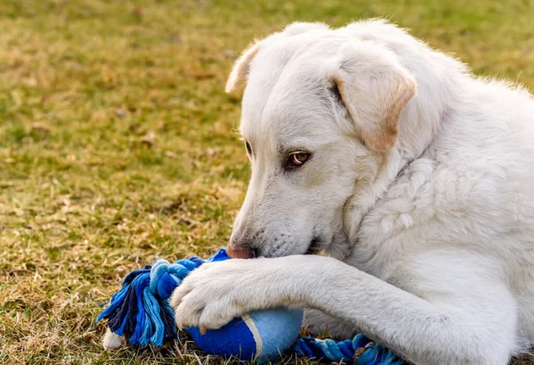 Biały Pies Bawi Się Niebieską Piłką Trawie Ogrodzie — Zdjęcie stockowe