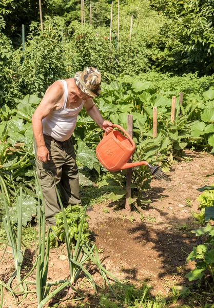 Senior Man Zalévání Zeleninové Zahrady Horkého Letního Dne — Stock fotografie