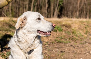 Bahçedeki genç beyaz Maremma Çoban Köpeğinin profil portresi.