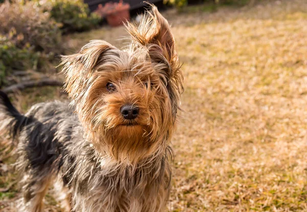 Portret Yorkshire Terrier Ogrodzie — Zdjęcie stockowe