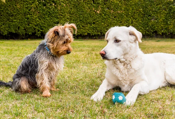 Yorkshire Teriyeri köpeği ve Maremma Sheepdog bahçede çimlerde oynuyorlar..
