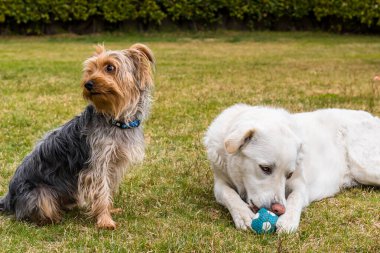 Yorkshire Teriyeri köpeği ve Maremma Sheepdog bahçede çimlerde oynuyorlar..